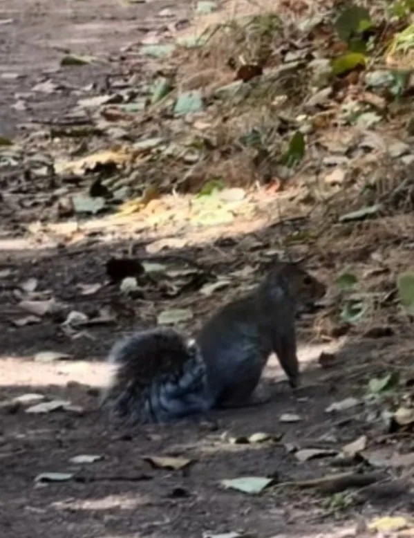 太阳报：切尔西新援查瓦里亚女友遭遇松鼠围困，随后吓到僵在原地